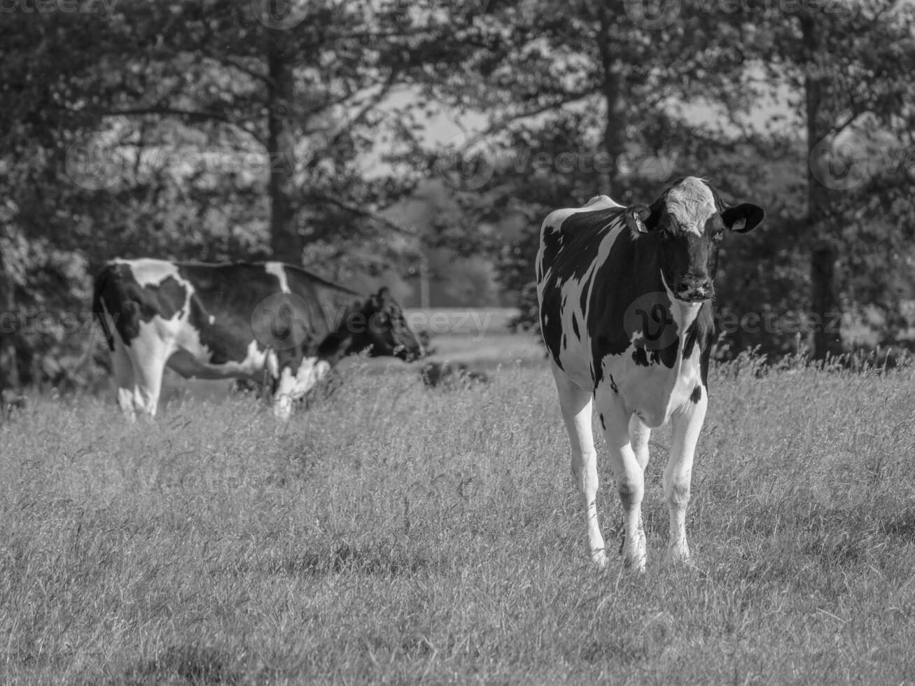 das kleine dorf weseke in westfalen foto