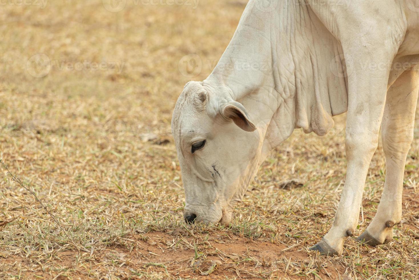 Kuh, die Gras auf einer Bauernhofweide in der Landschaft Brasiliens isst. foto