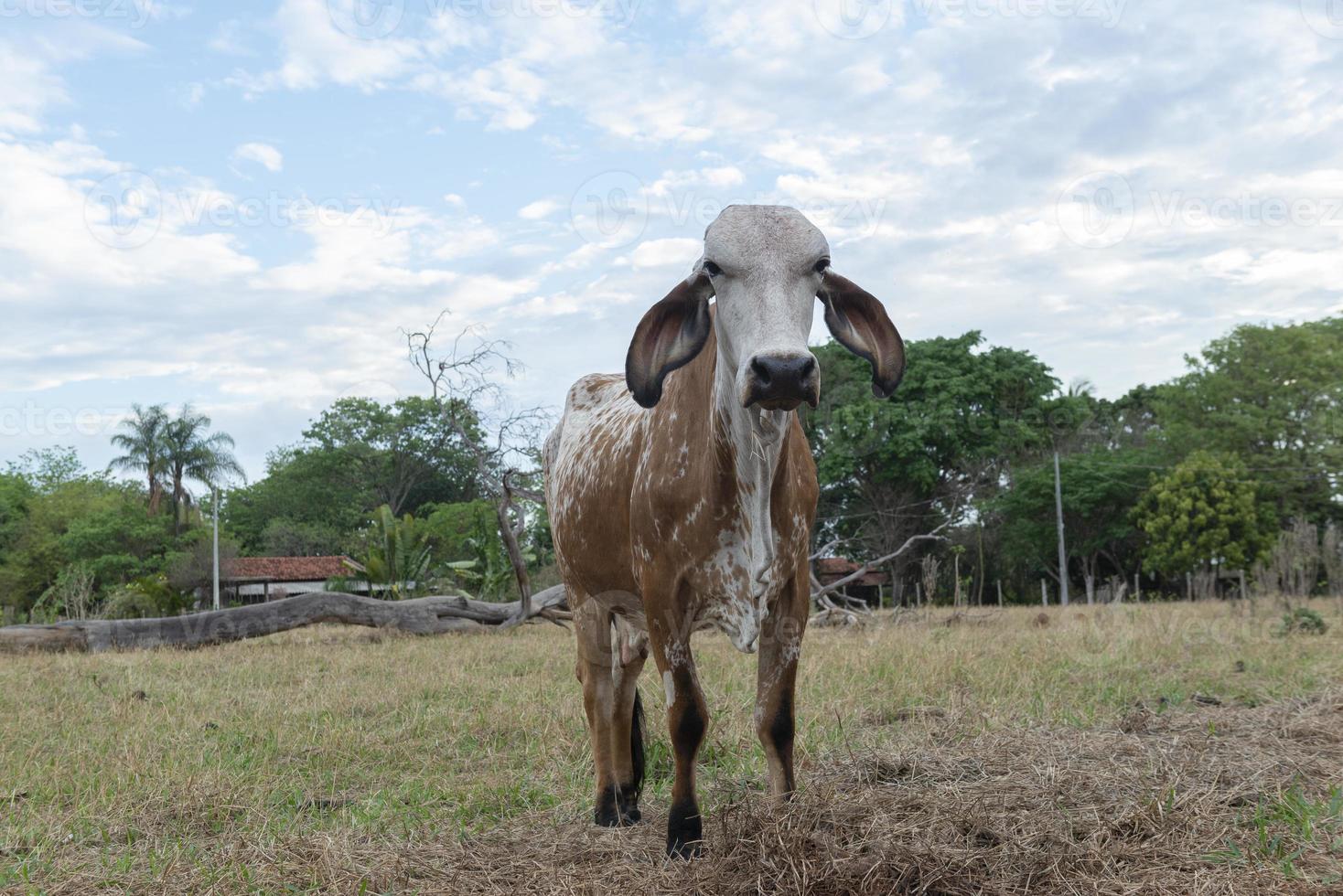 Gir-Kuh auf einer schönen Brachiaria-Weide in der Landschaft Brasiliens foto