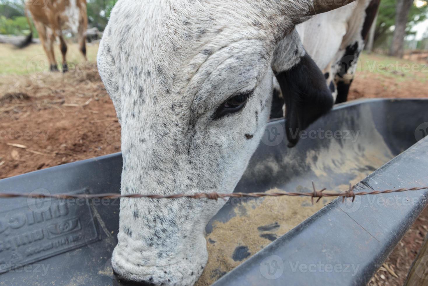 Gyr Bull Essen in einem Feeder in der Nähe eines Stacheldrahtzauns in einer Farm in Brasilien. foto