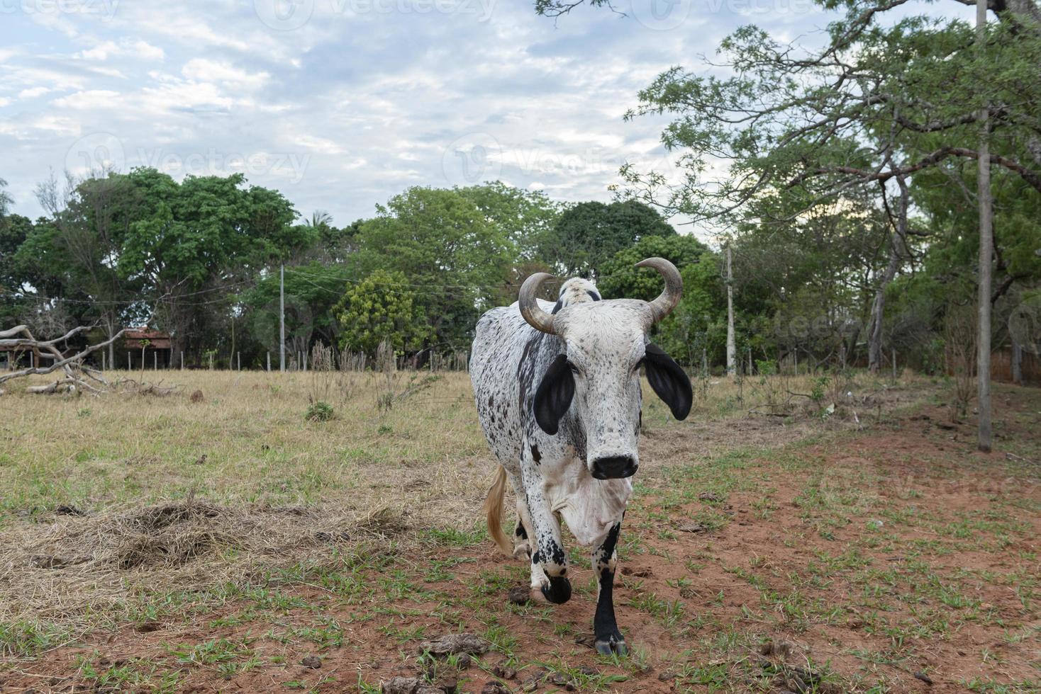 Gyr-Ochse, die auf der Weide eines Bauernhofs in der Landschaft von Brasilien spazieren geht foto