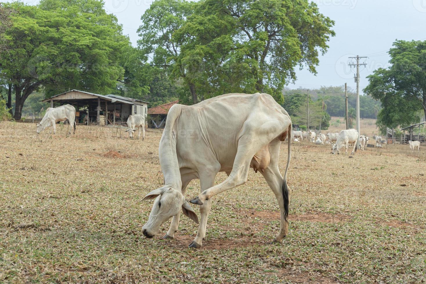 Nellore Kuh kratzt sich mit dem Hinterbein am Kopf in der Landschaft von Brasilien foto