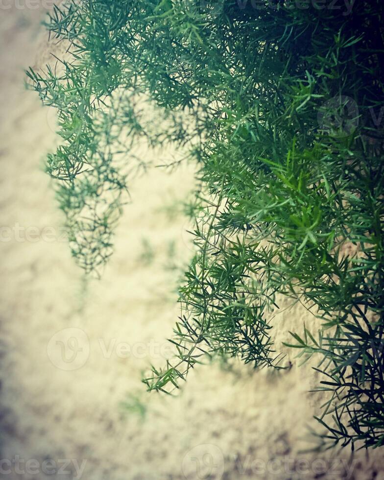 Grün Blätter auf das Sand Hintergrund. Jahrgang Stil getönt Bild. foto