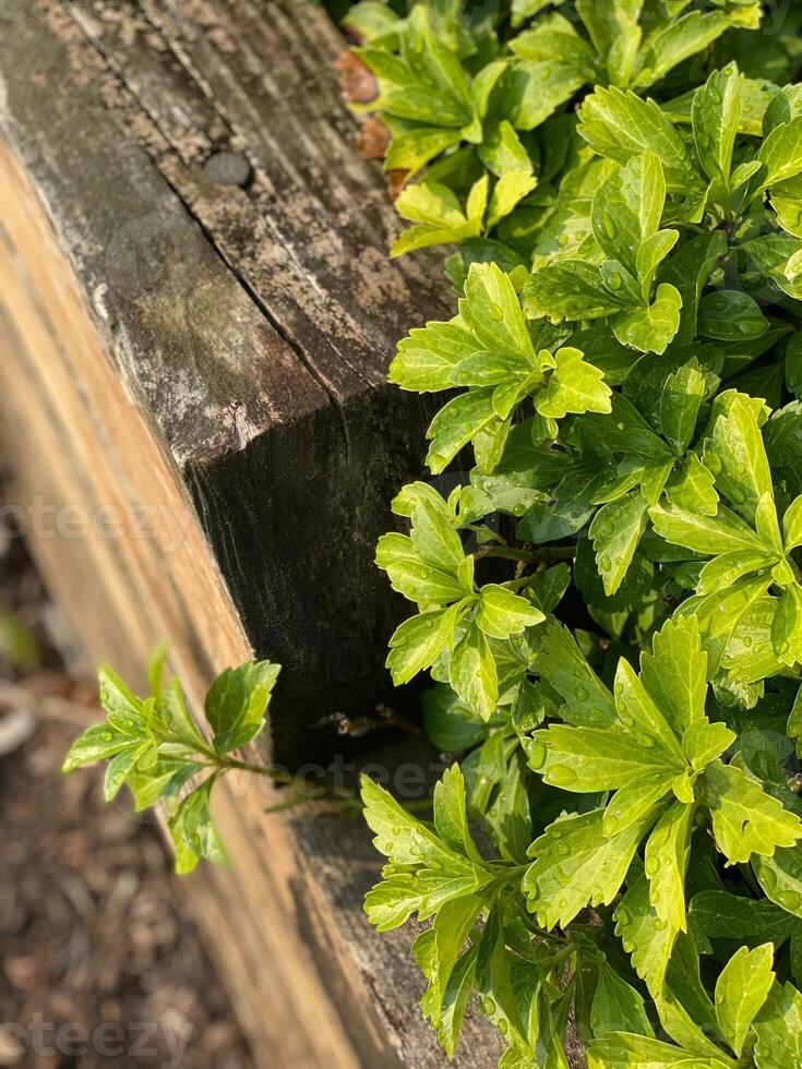 Grün Blätter auf ein hölzern Tisch. selektiv Fokus mit flach Tiefe von Feld. foto