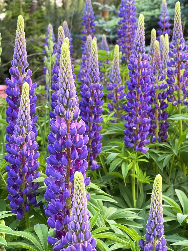 Blühen Lupinen im das Garten foto