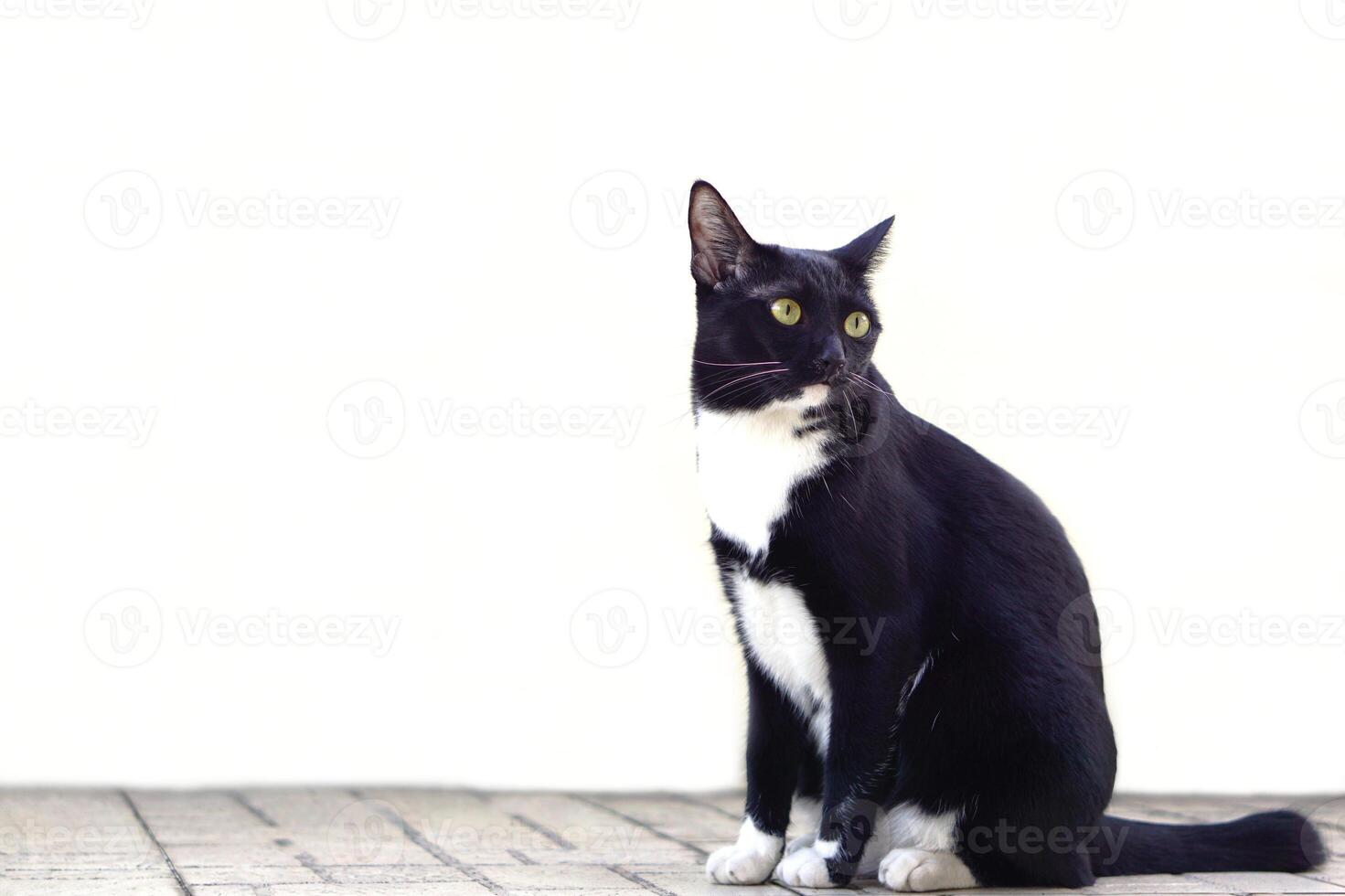 selektiv Fokus, süß schwarz pelzig Katze sitzt Gerade und starren beim etwas auf Weiß Hintergrund. Haustier, Säugetier und spielerisch Konzept. foto