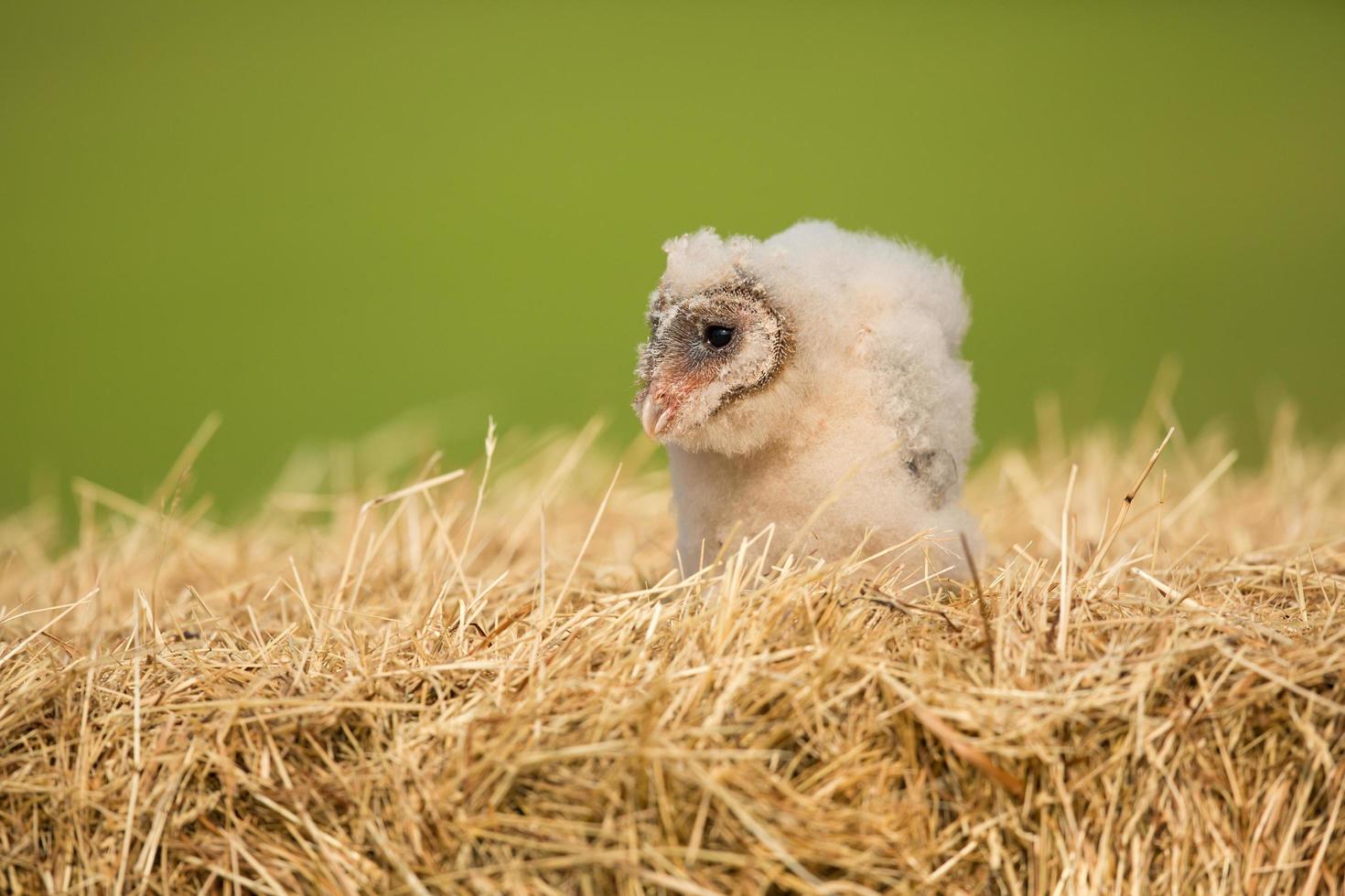 Schleiereule, Tyto Alba foto