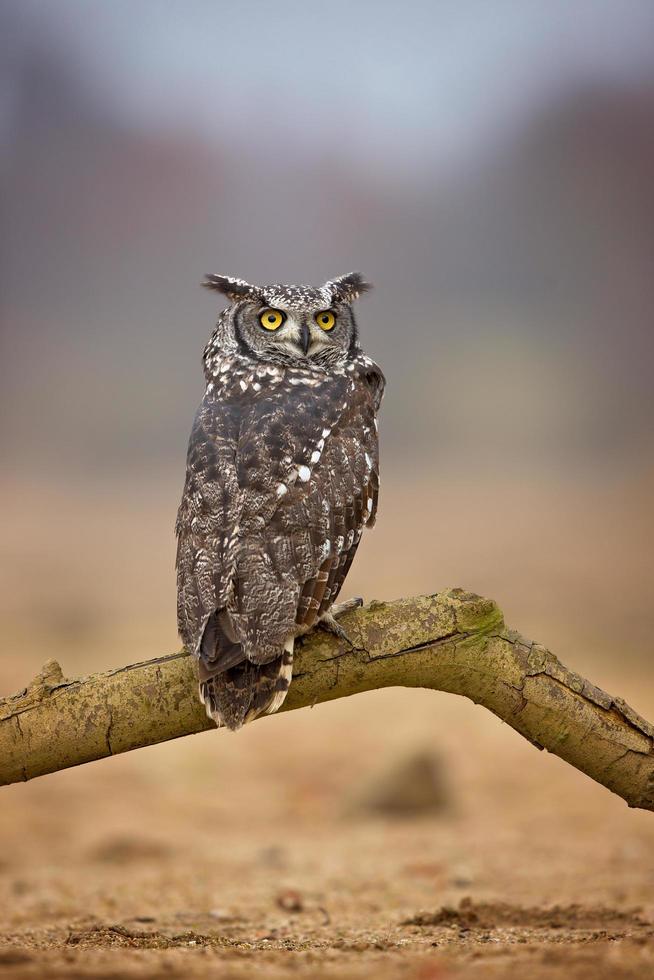 gefleckter Uhu, Bubo africanus auch bekannt als der afrikanische gefleckte Uhu und der afrikanische Uhu foto