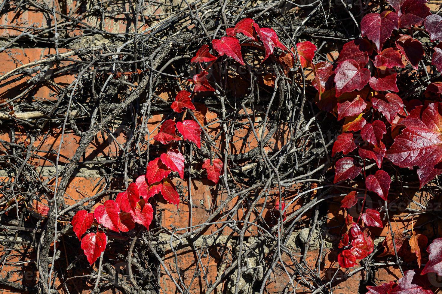 rote Blätter einer wilden Weintraube. Herbstblätter von wilden Trauben mit unscharfem Hintergrund. Herbst Hintergrund. selektiver Fokus foto