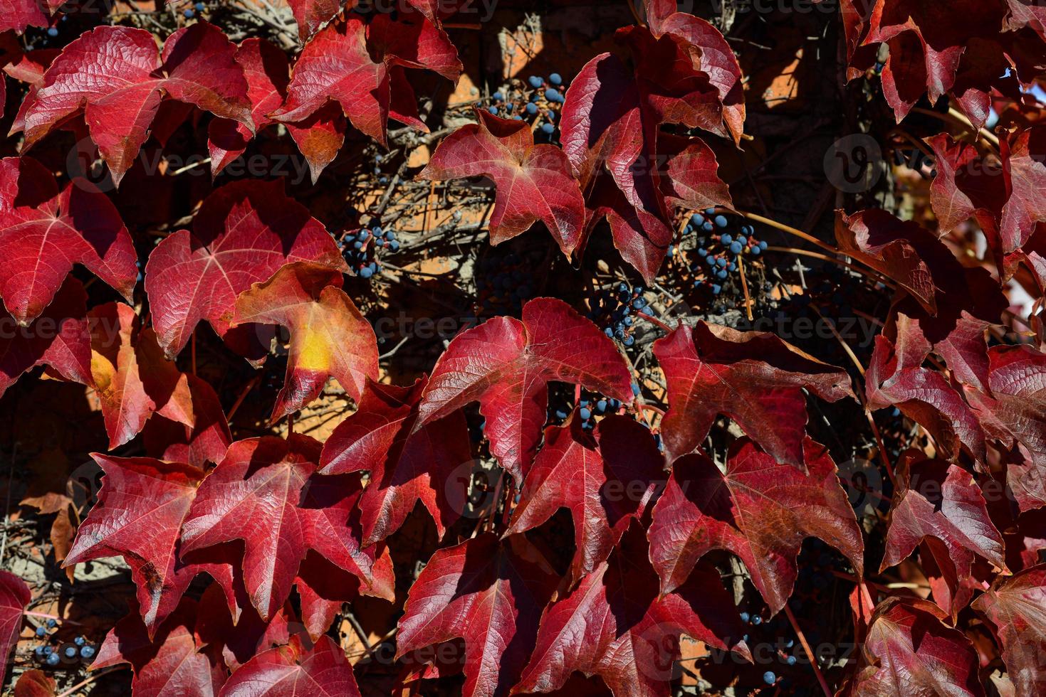 rote Blätter einer wilden Weintraube. Herbstblätter von wilden Trauben mit unscharfem Hintergrund. Herbst Hintergrund. selektiver Fokus foto