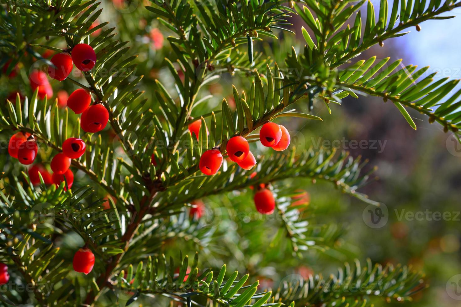 rote Beeren wachsen auf immergrüner Eibe im Sonnenlicht, europäischer Eibe foto