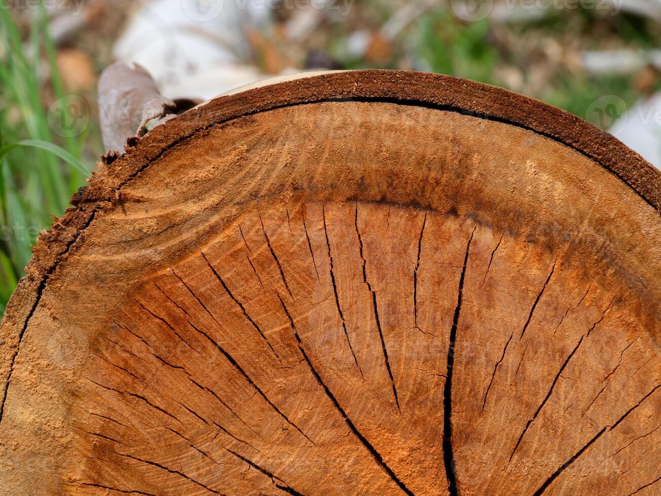 Textur von Eukalyptus Holz Hintergrund foto