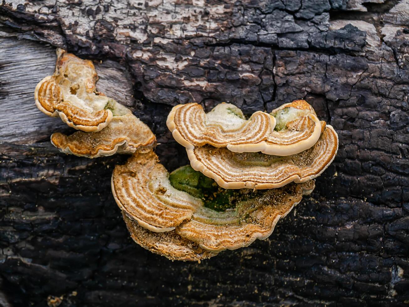 schließen oben Oberfläche von Holzkohle foto