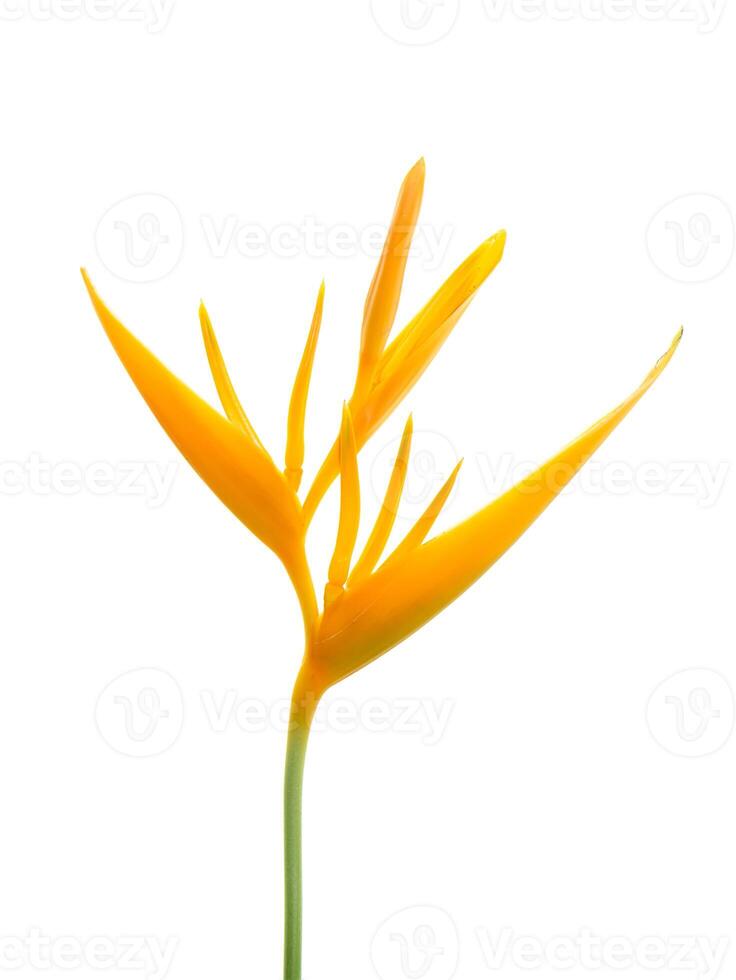 schließen oben Heliconia Blume foto