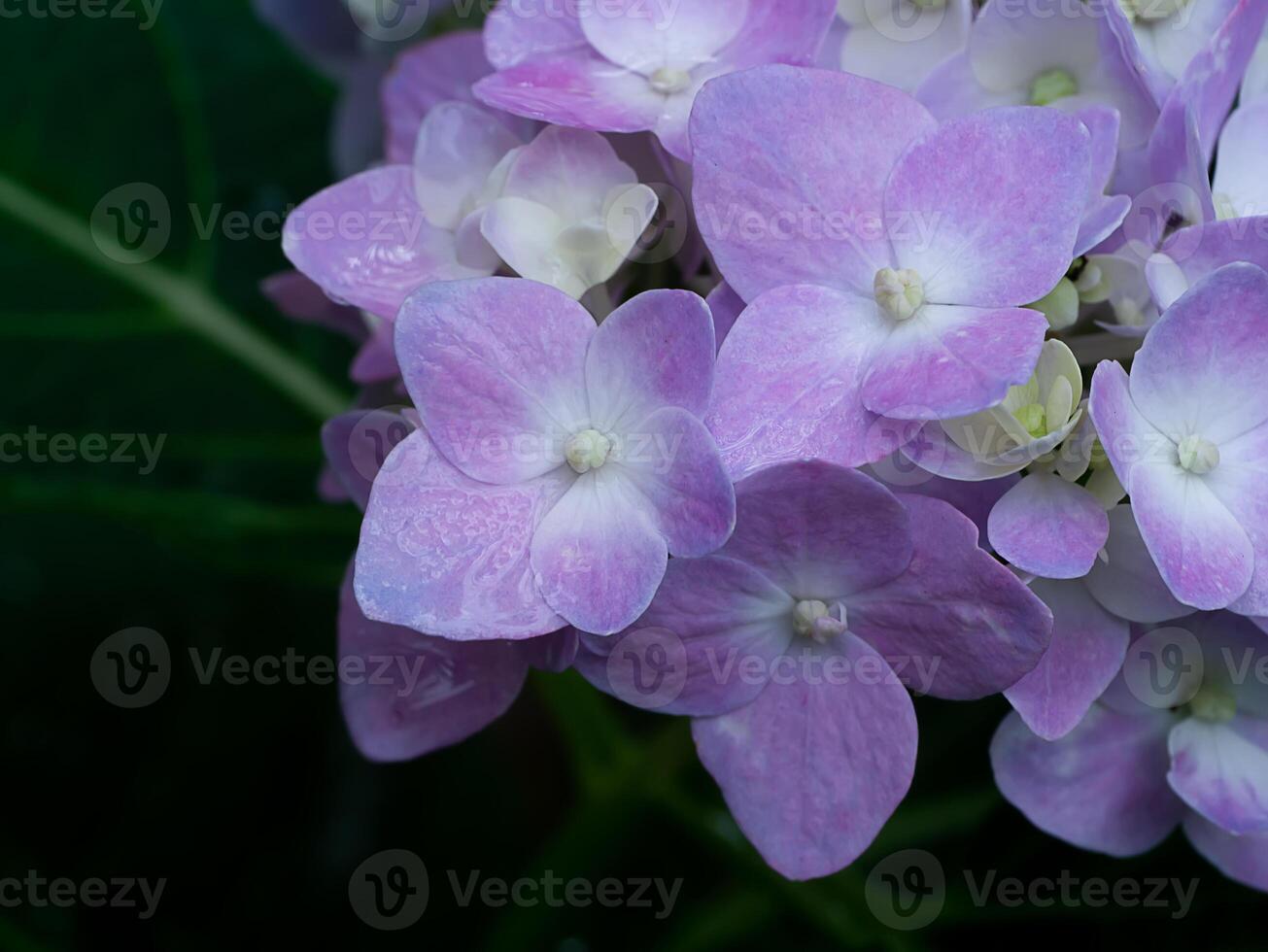 Nahaufnahme Hortensienblume foto