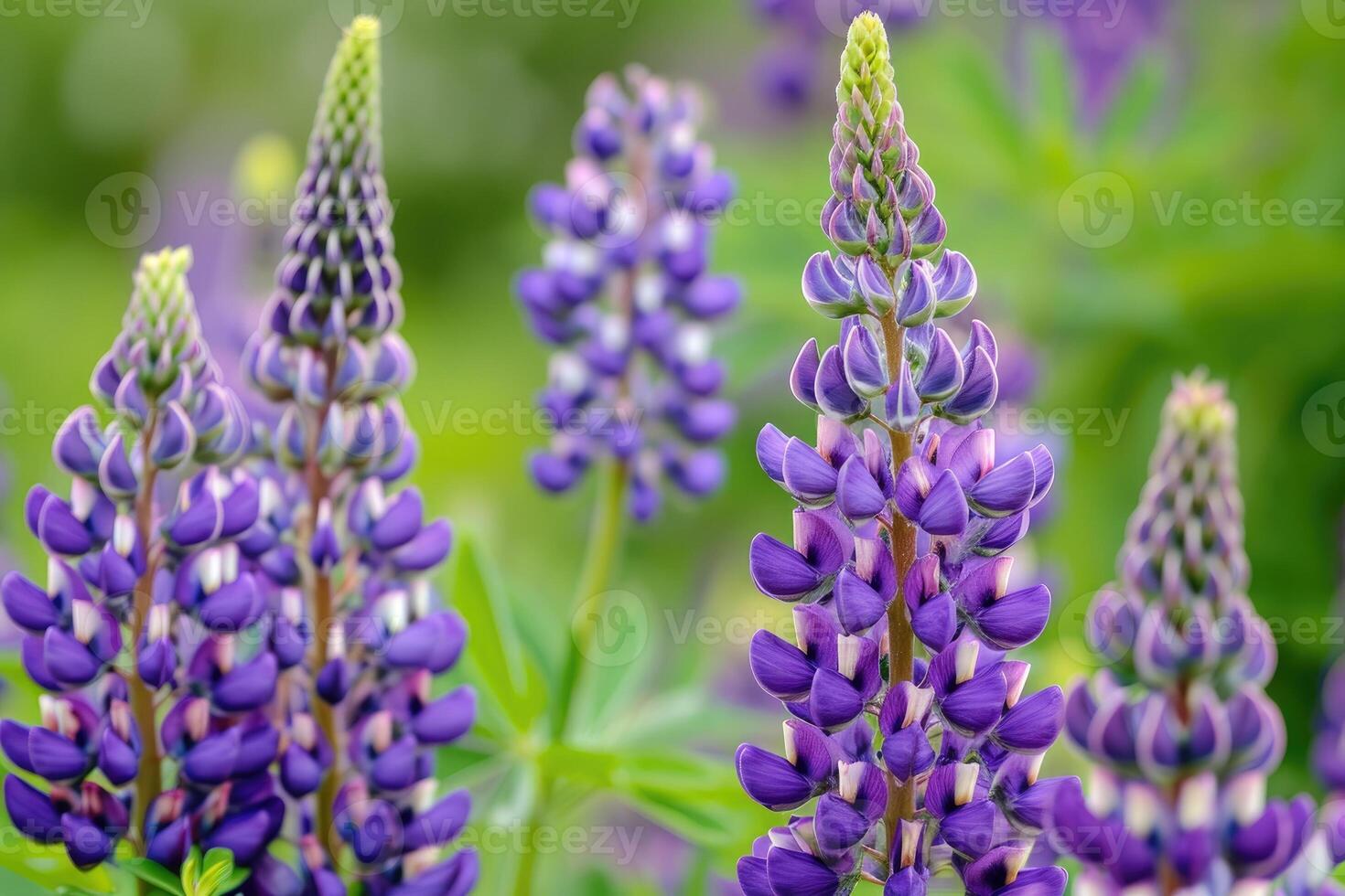 ai generiert schließen oben von lila Lupine Blumen im blühen foto