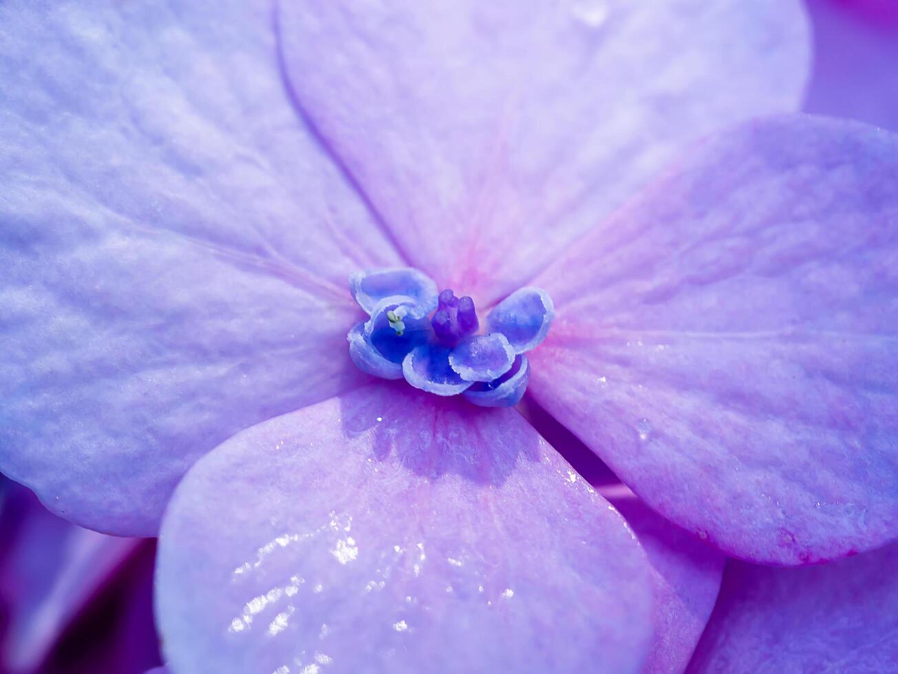 Nahaufnahme Hortensienblume foto