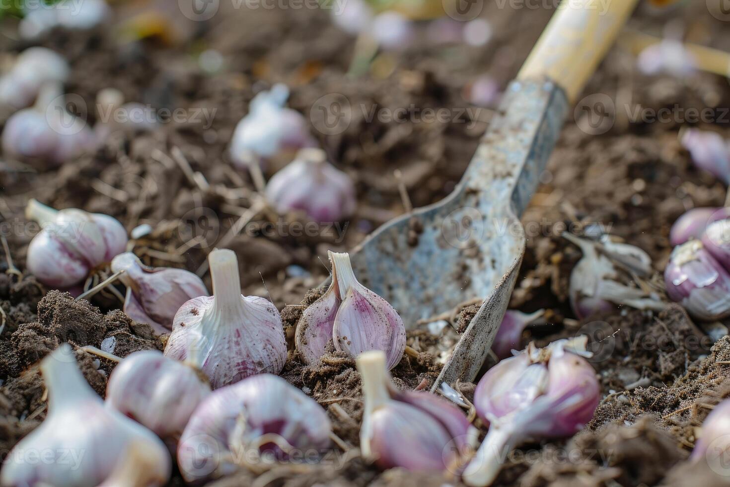 ai generiert Knoblauch im das Gemüse Garten. das Konzept von Frühling oder Herbst Gartenarbeit. foto