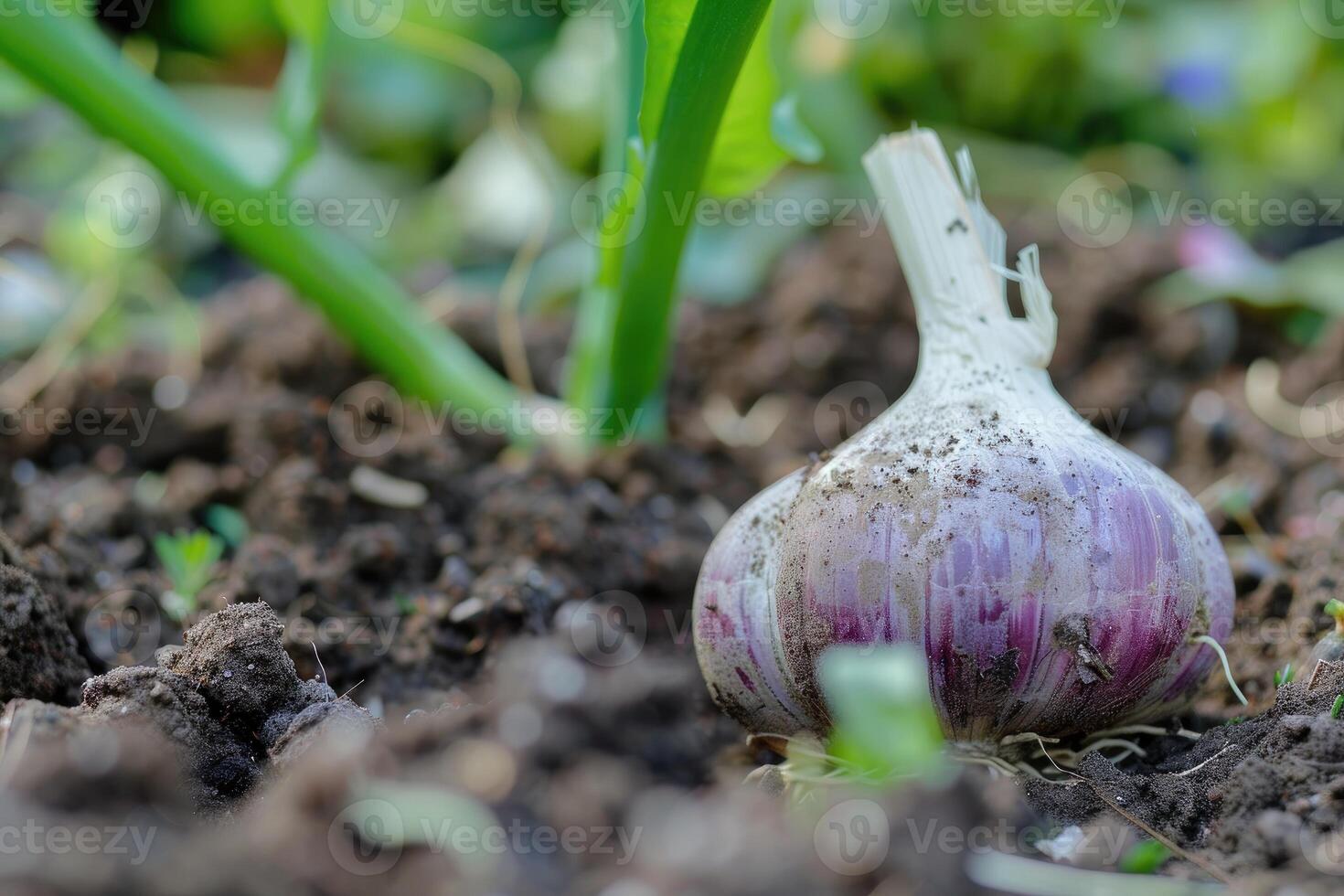 ai generiert Knoblauch im das Gemüse Garten. das Konzept von Frühling oder Herbst Gartenarbeit. foto