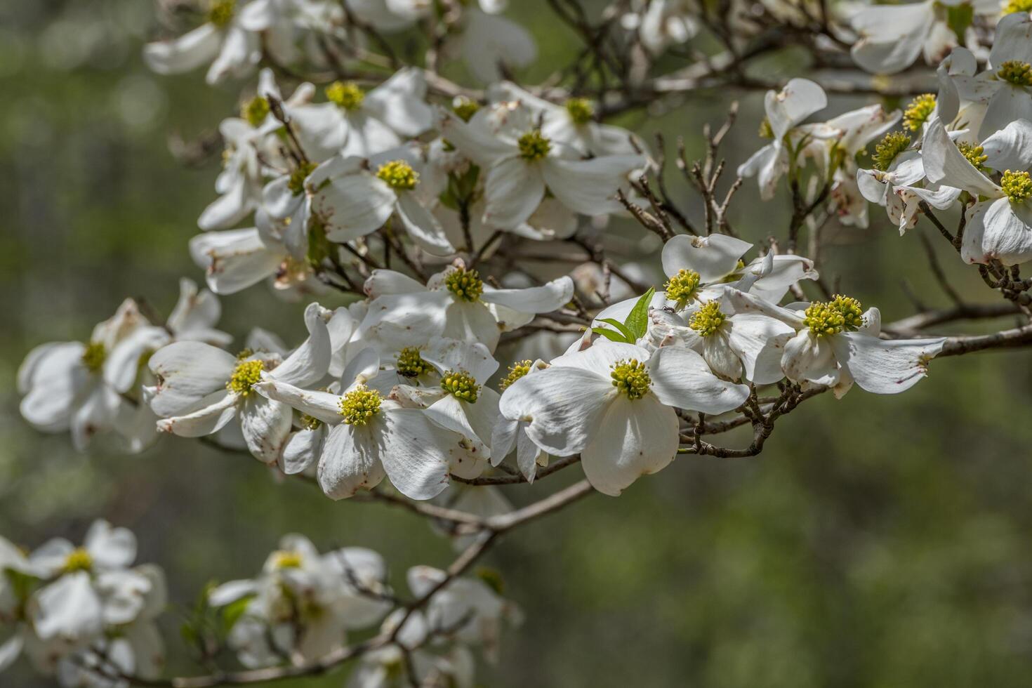 Hartriegel Baum im blühen Nahansicht foto