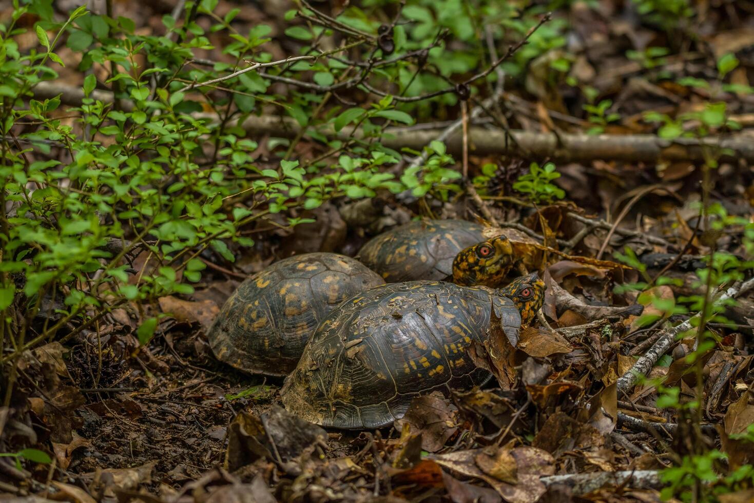 östlichen Box Schildkröten zusammen foto