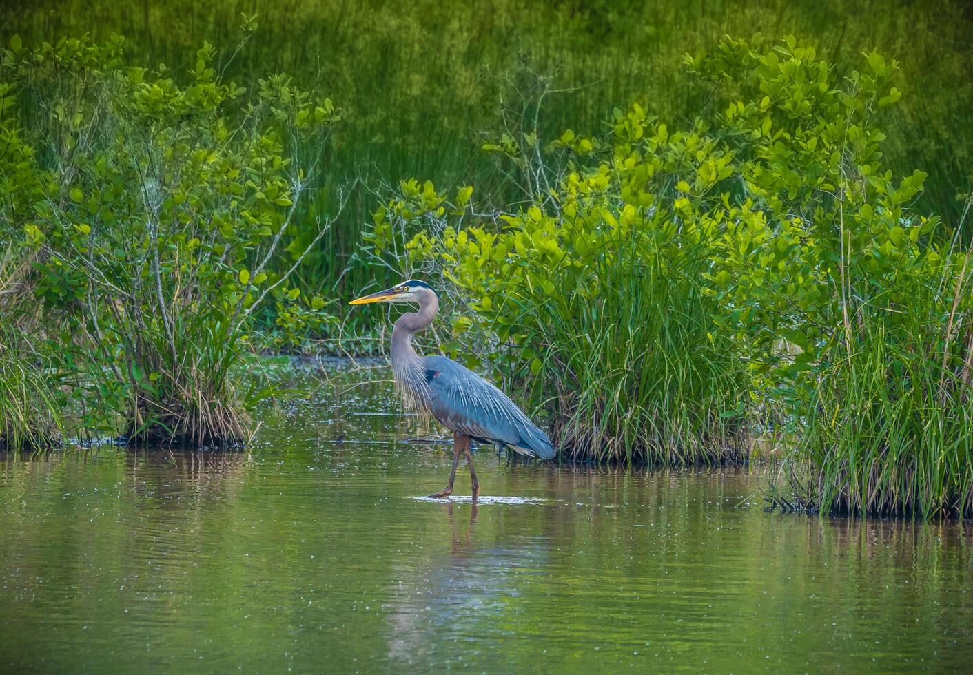 großartig Blau Reiher beim das Feuchtgebiete foto