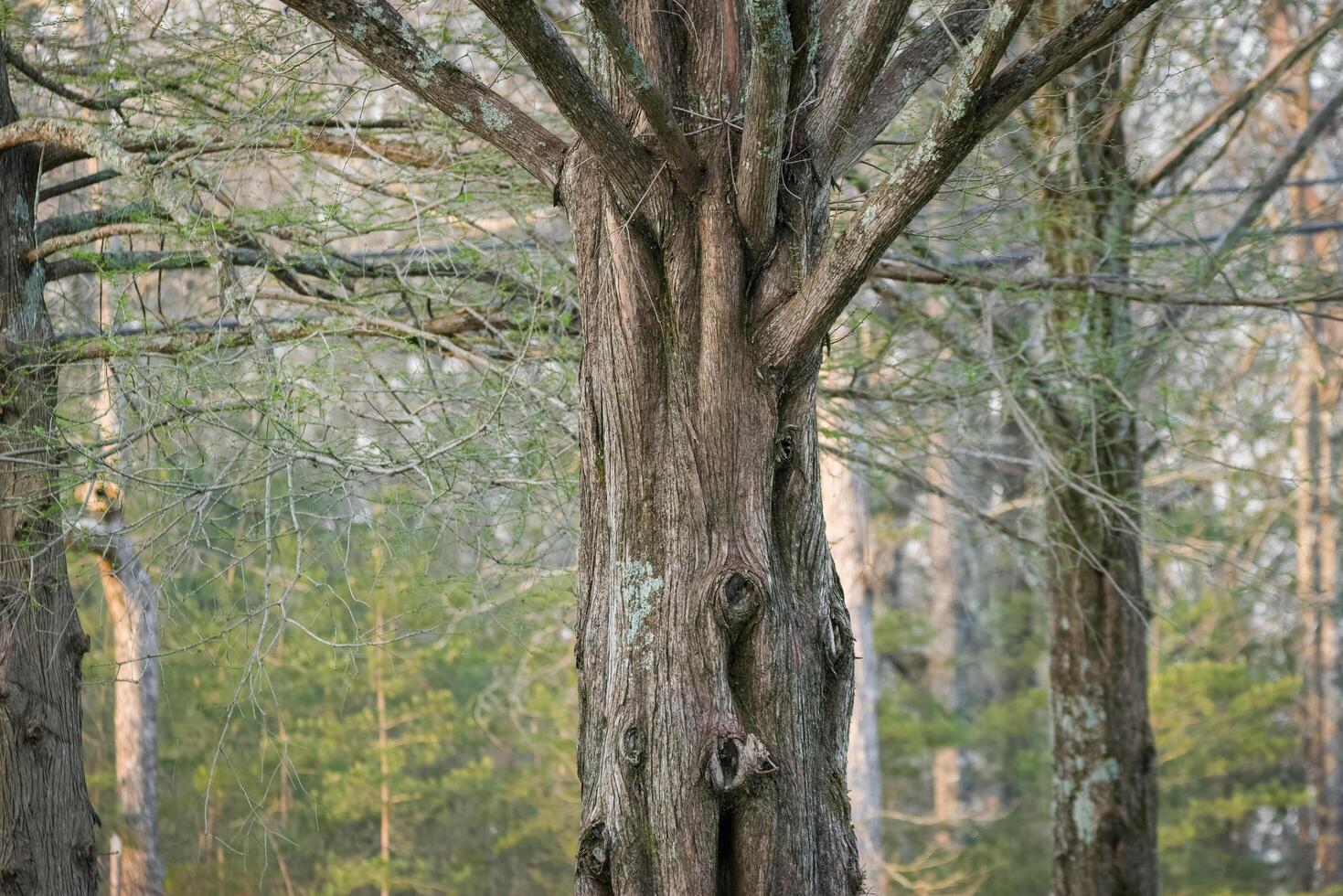 alt Zeder Baum Nahansicht foto