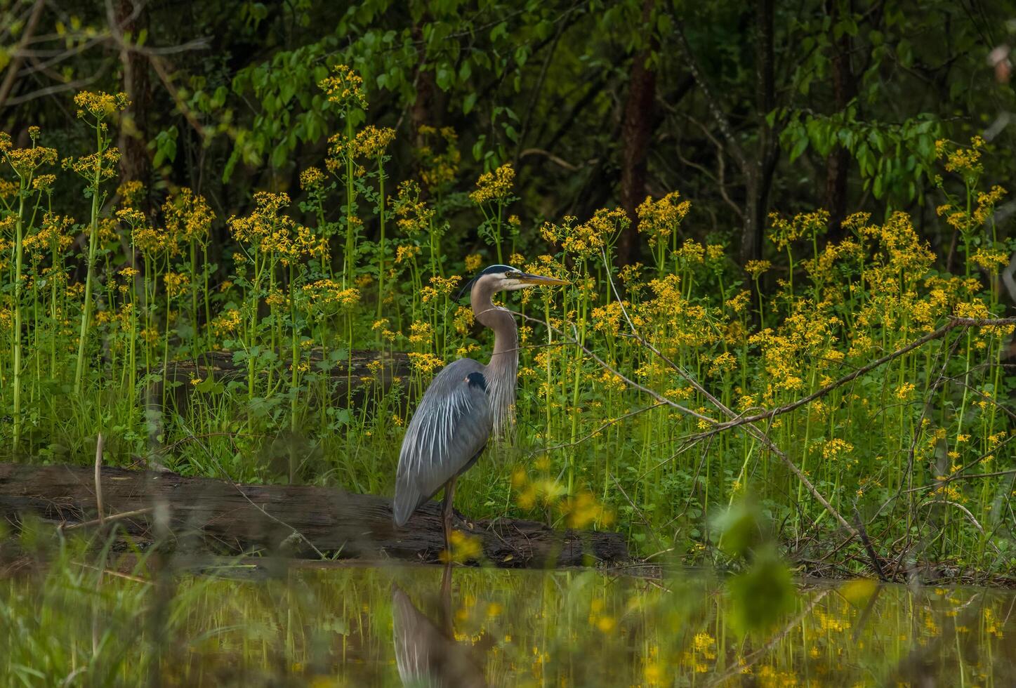 großartig Blau Reiher im das Feuchtgebiete foto