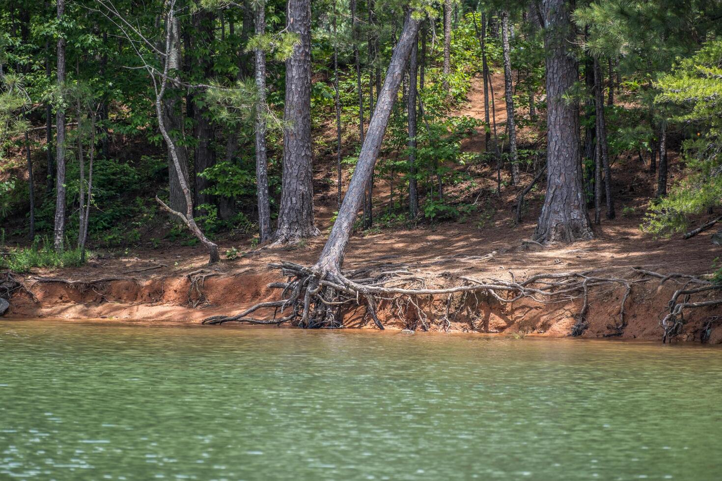Seeufer Erosion mit fallen Baum foto