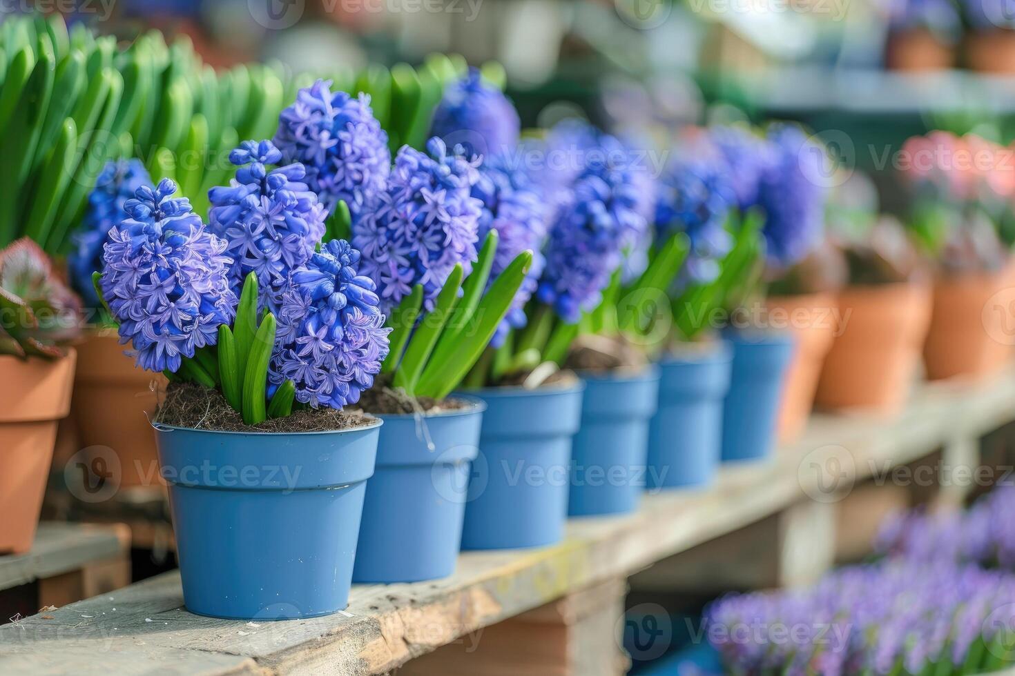 ai generiert viele Blau violett blühen Hyazinthen im Töpfe sind angezeigt auf Regal im floristisch Geschäft oder beim Straße Markt. foto