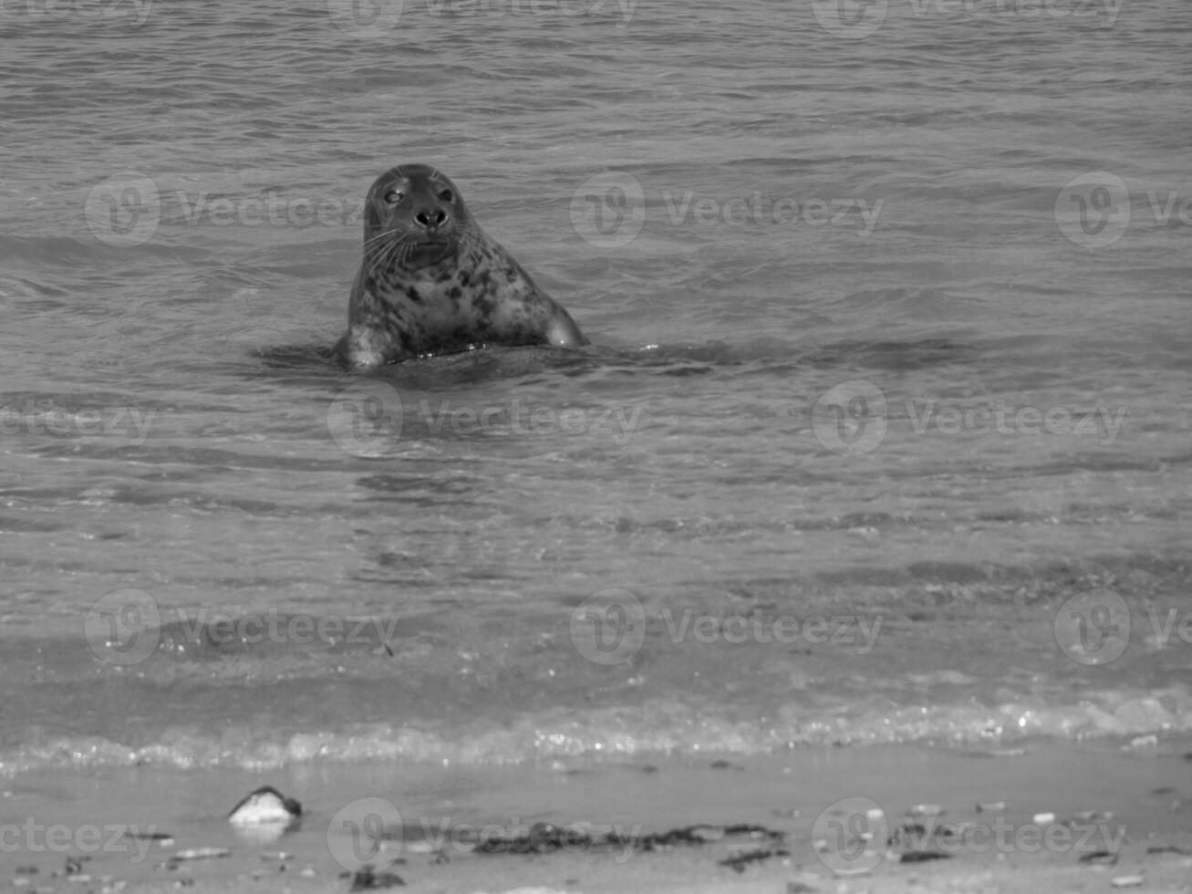 das Strand von gerecht foto