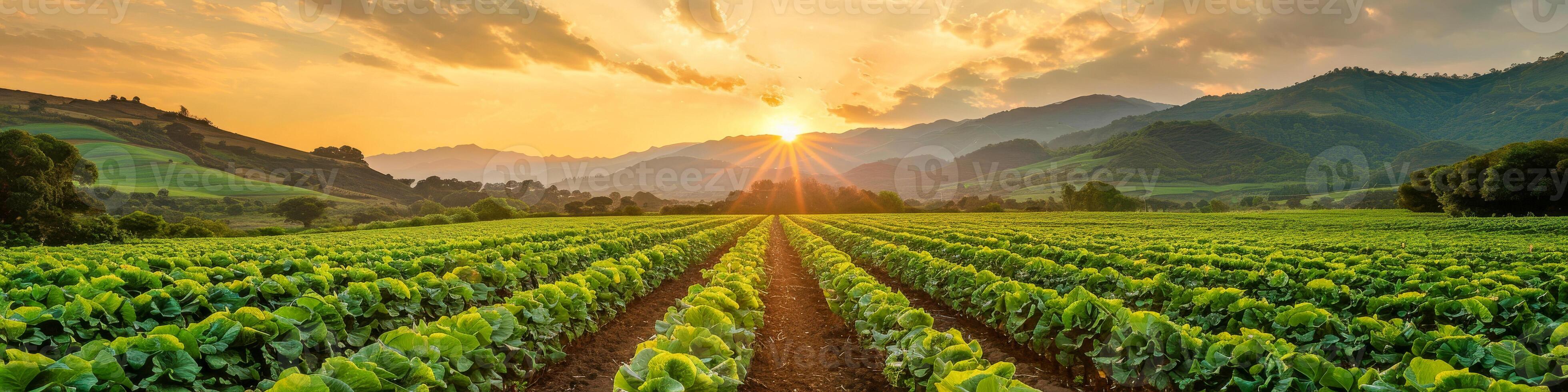 ai generiert ein Feld von Grün Pflanzen ist beleuchtet durch das Rahmen Sonne im ein beschwingt Bauernhof Szene. Reihen von Pflanzen strecken in das Entfernung unter das bunt Himmel foto