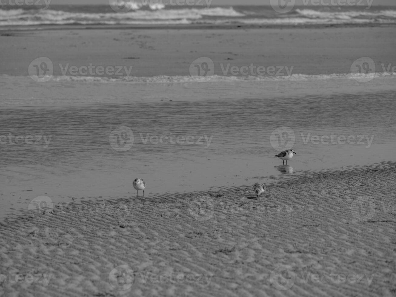 die insel juist foto