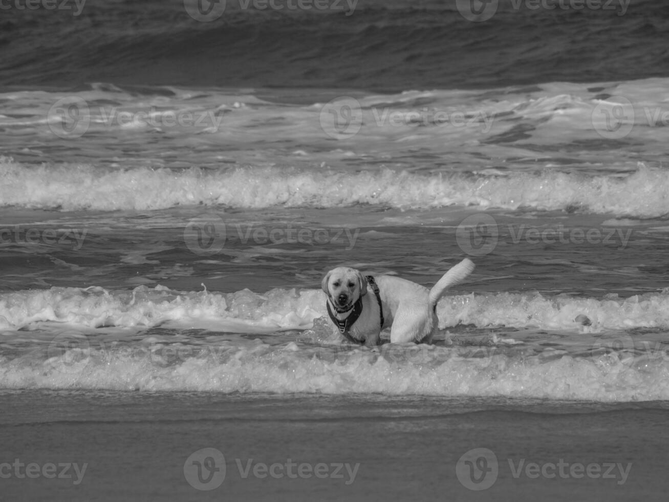 gerecht im das Norden Meer foto