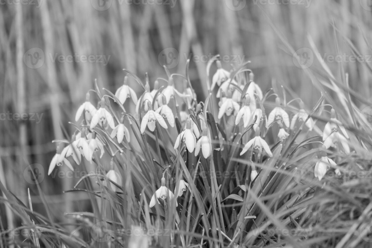 Frühlingszeit in Westfalen foto