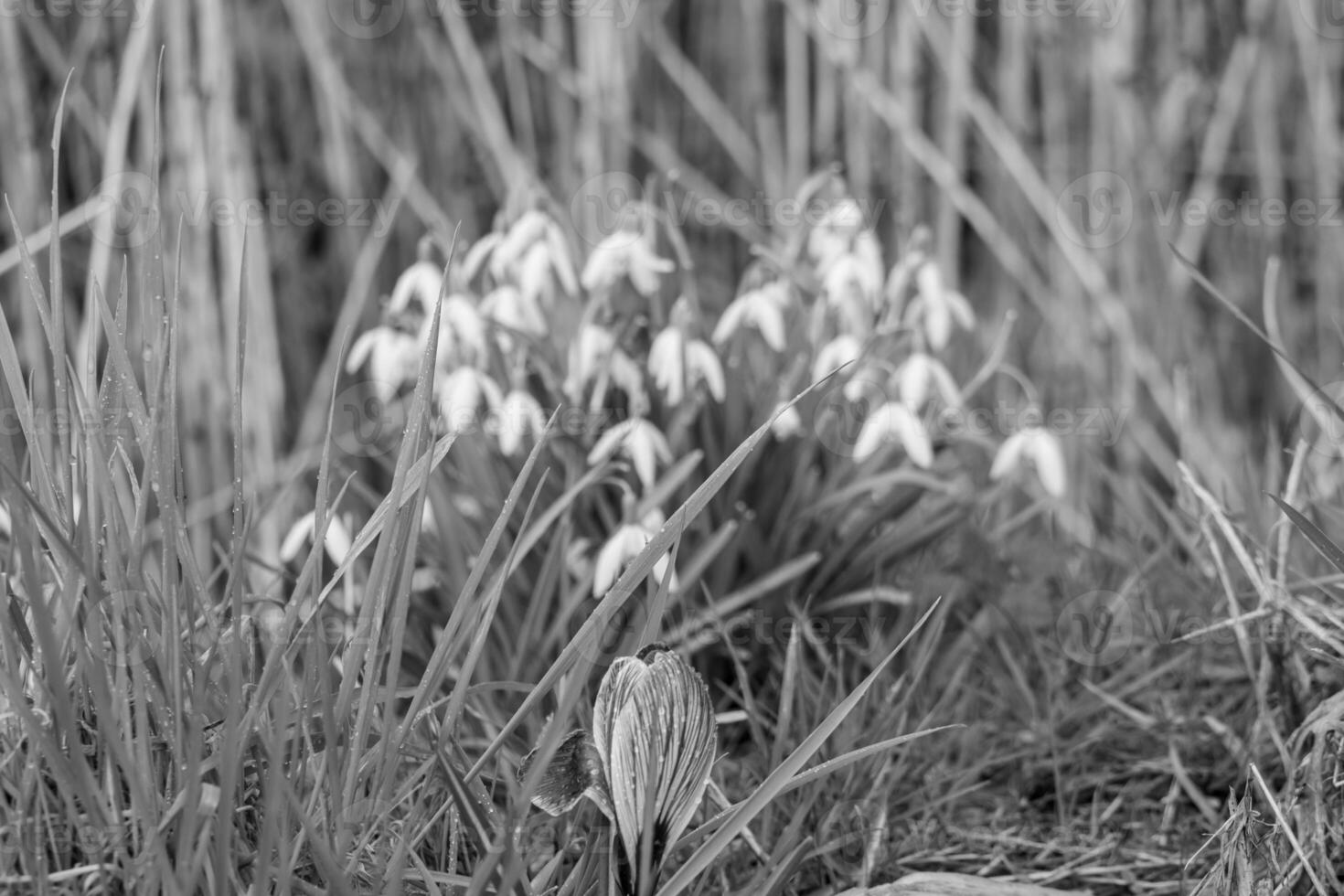 Frühlingszeit in Westfalen foto