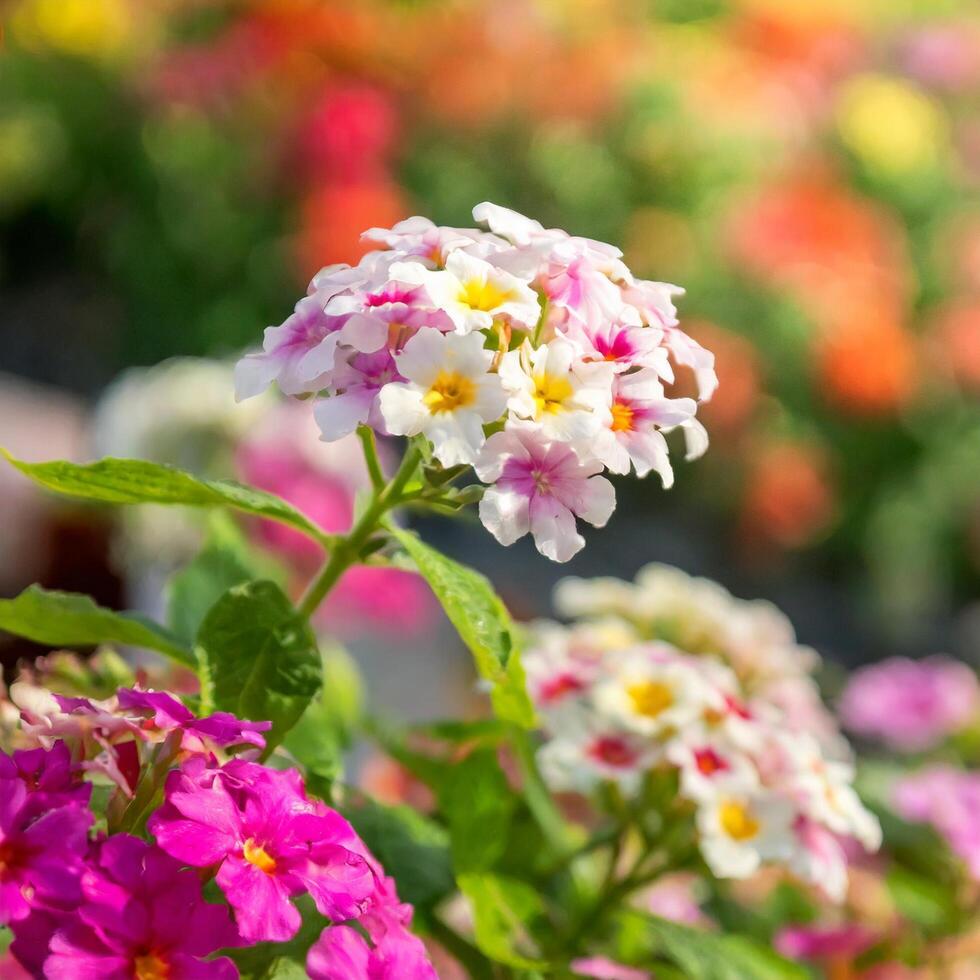 ai generiert schön Weiß Frühling Blume mit verschwommen Hintergrund foto