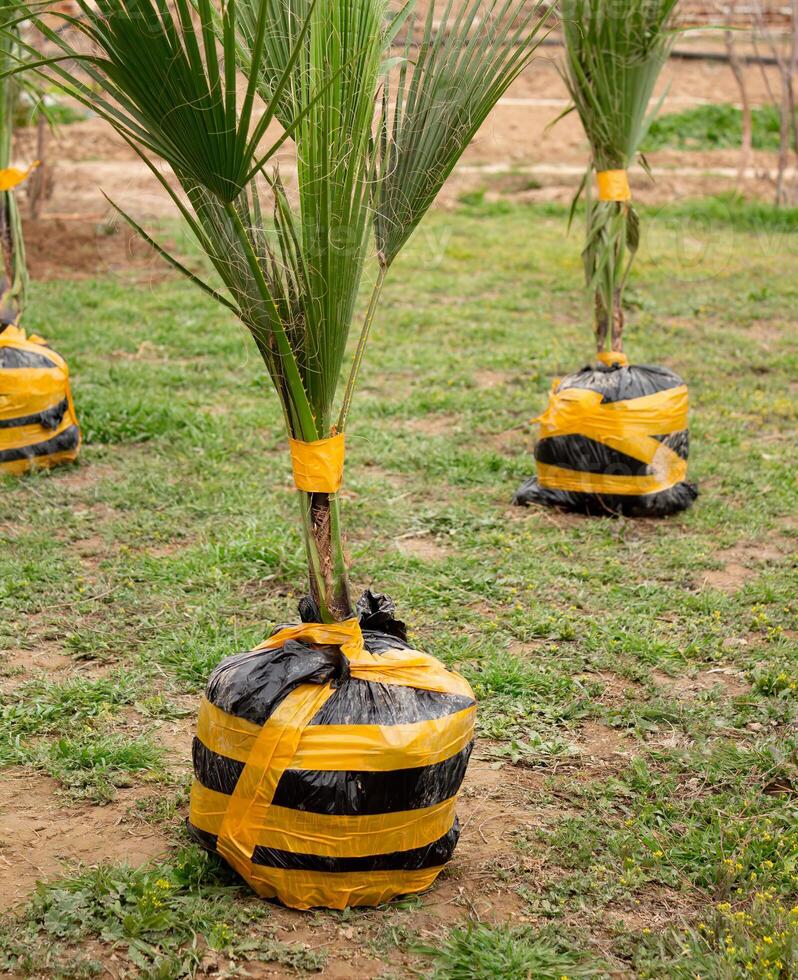 Palme Sämlinge, zum Pflanzen im Frühling im bestellen zu nehmen Pflege von das Umgebung foto