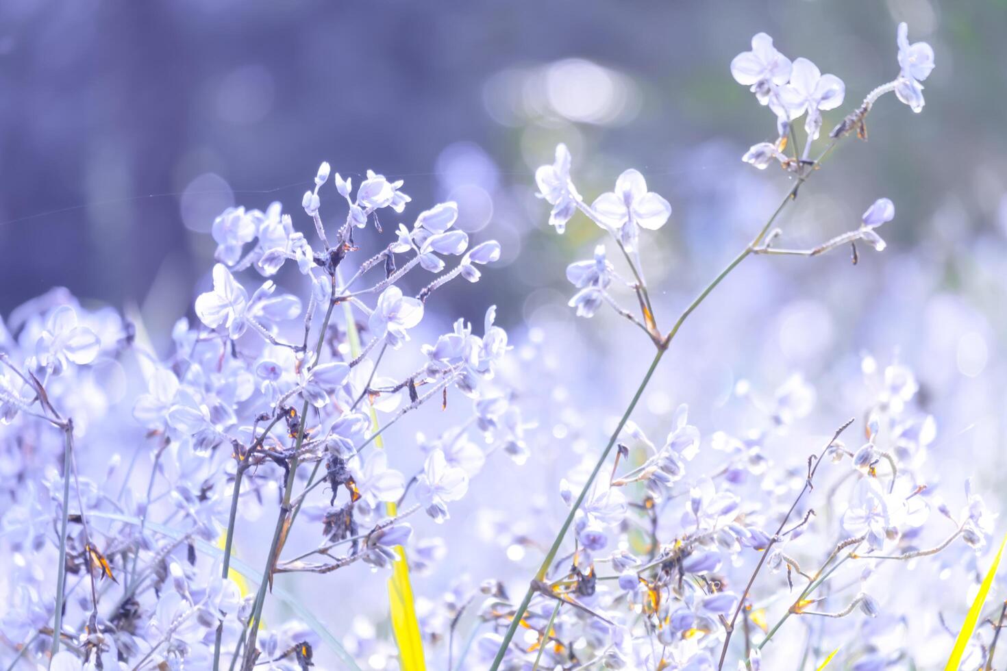 verschwommen, lila Blumenblüte auf dem Feld. Schönes Wachstum und Blumen auf der Wiese, die morgens blüht, selektive Fokusnatur auf Bokeh-Hintergrund, Vintage-Stil foto