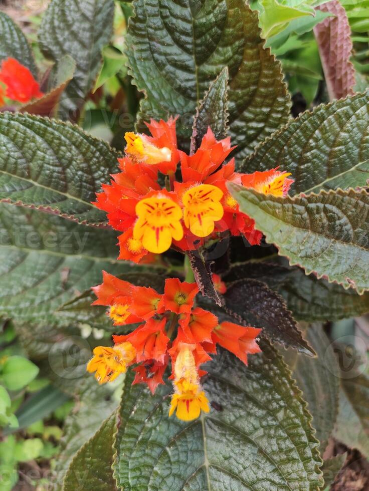 Alloplektus Orange Blume Blühen foto