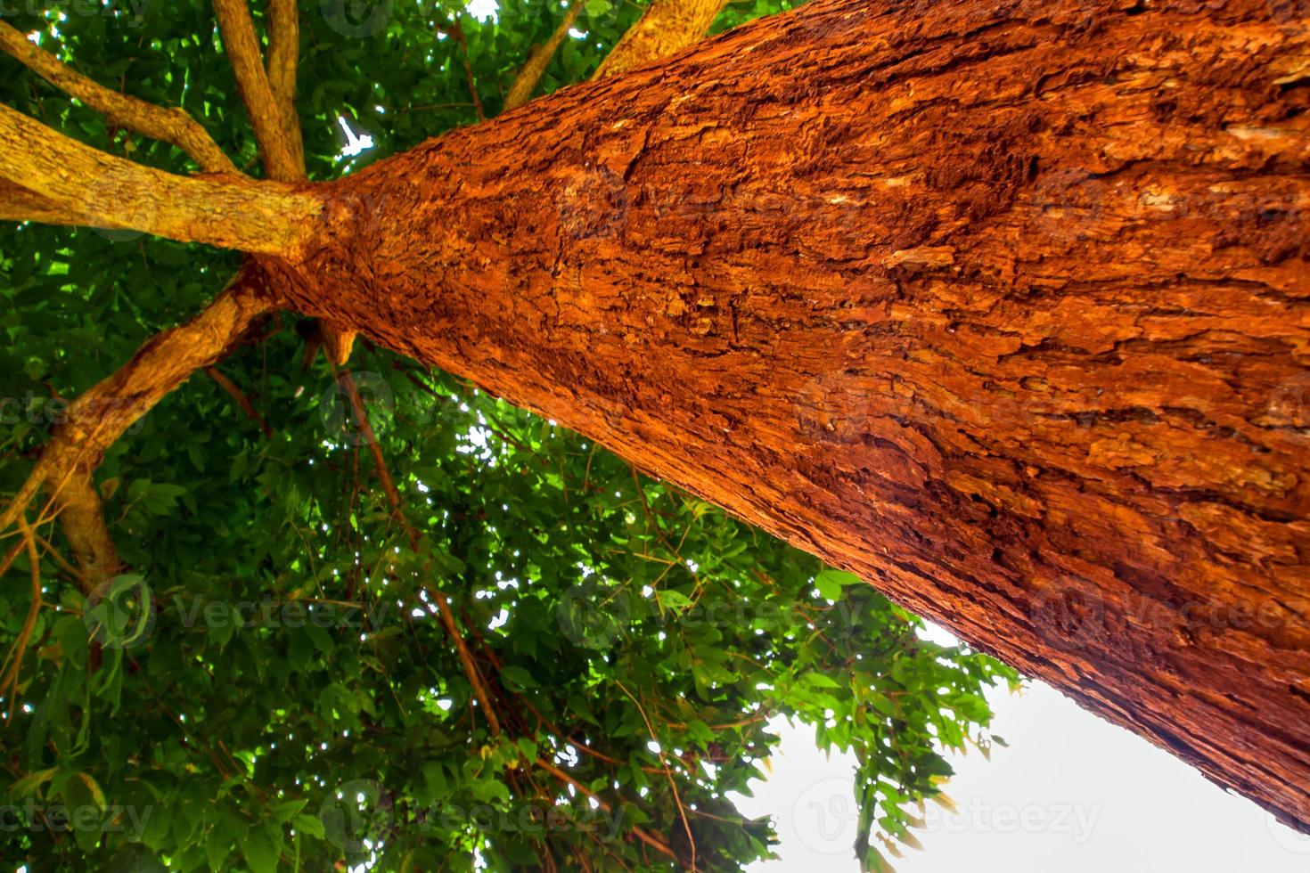 der leuchtend rote Stamm des Baumes foto