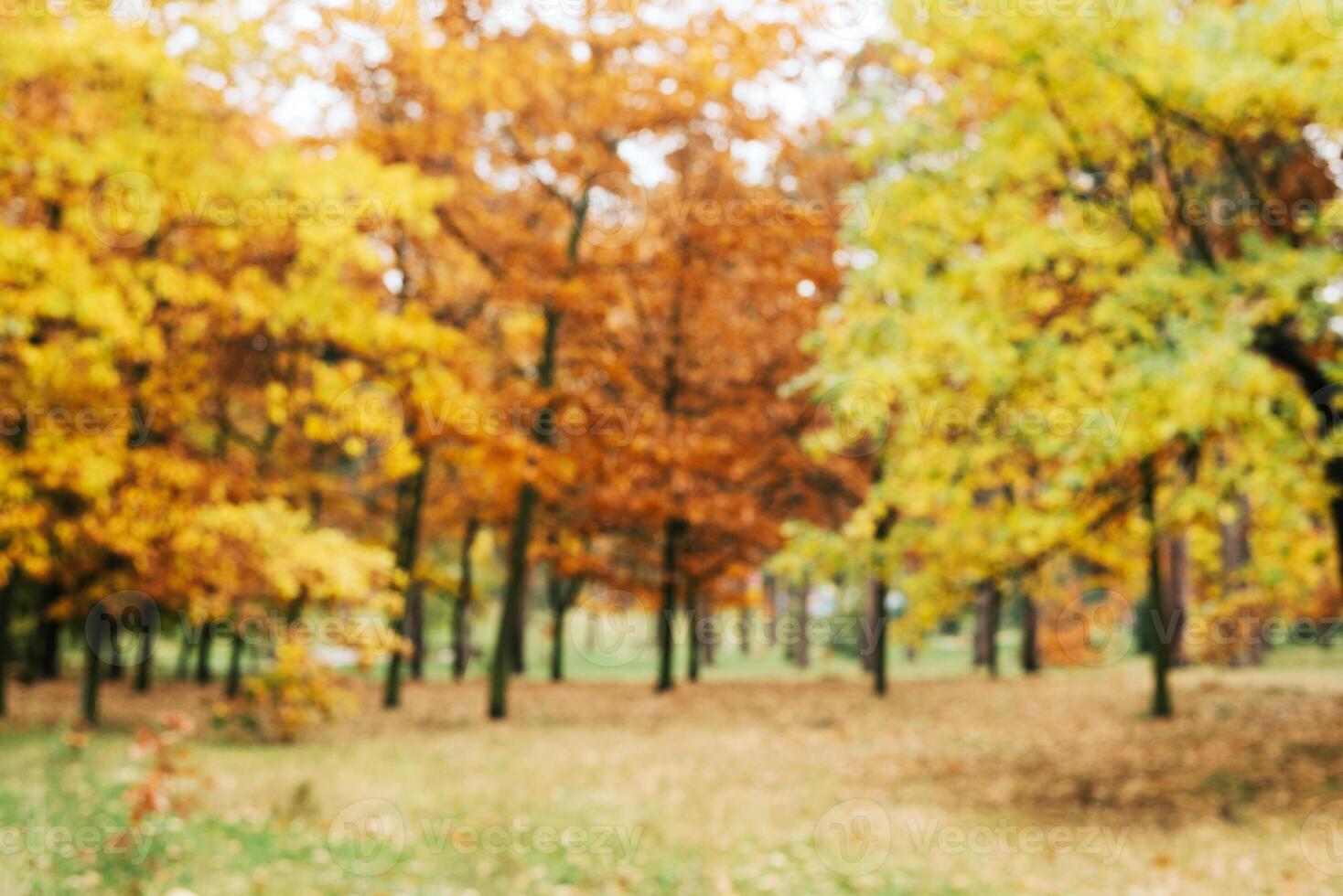 verschwommen Hintergrund Herbst Wald, abstrakt Kunst sonnig Herbst Park, glühen Gelb Oktober Aussicht foto