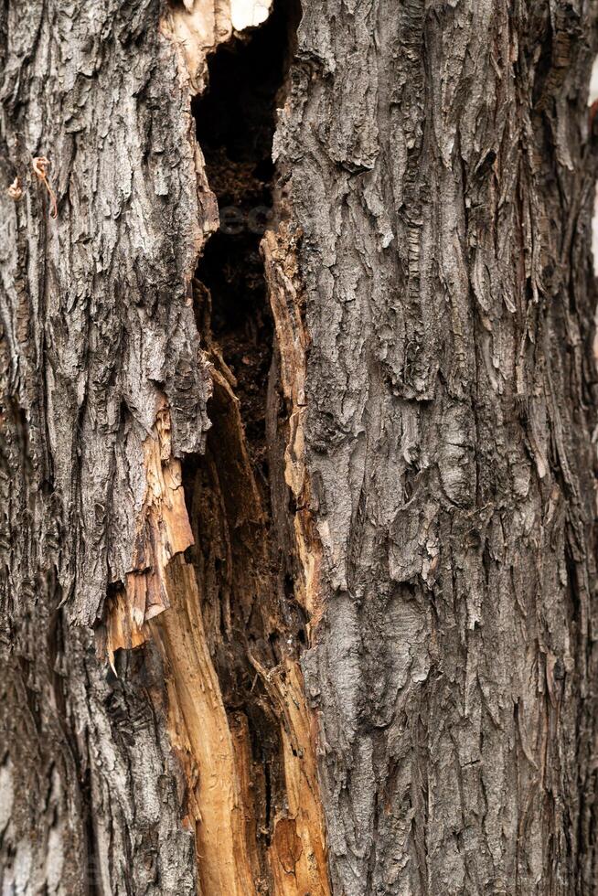 Baum Kofferraum Textur. Rinde Nahaufnahme, Baum Rinde Hintergrund foto