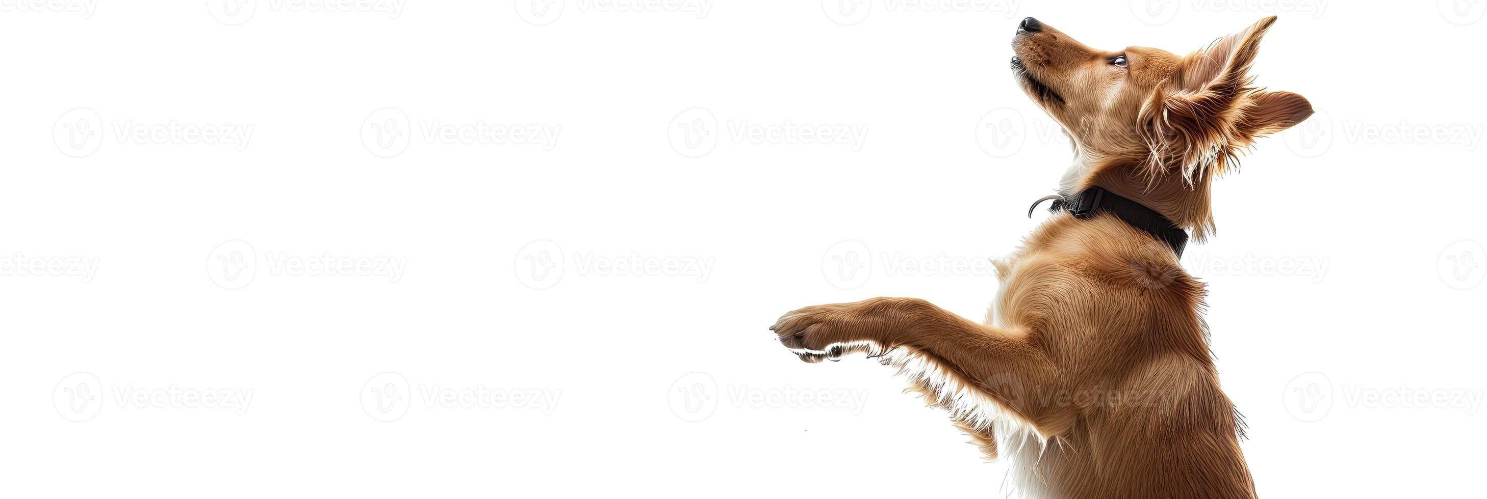 ai generiert ein spielerisch Hund Stehen auf es ist Hinter Beine auf Weiß Hintergrund foto