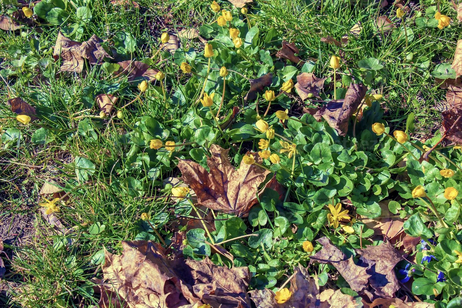 hell Gelb Blumen von Fikaria verna gegen ein Hintergrund von Grün Blätter im früh Frühling. foto