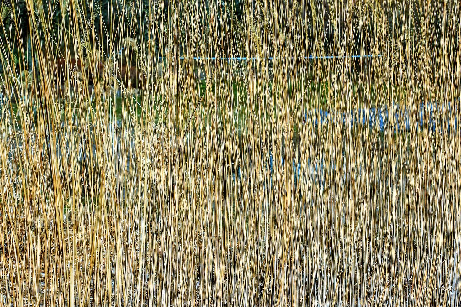 trocken Gras Hintergrund. trocken Rispen von Miscanthus sinensis schwanken im das Wind im früh Frühling foto