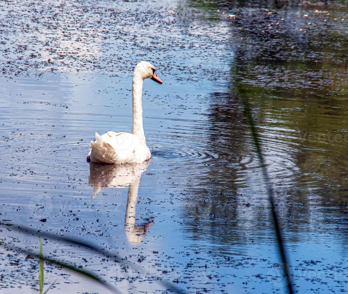 Weiß Schwan auf das Fluss. Reflexionen auf das Oberfläche von das Wasser. foto