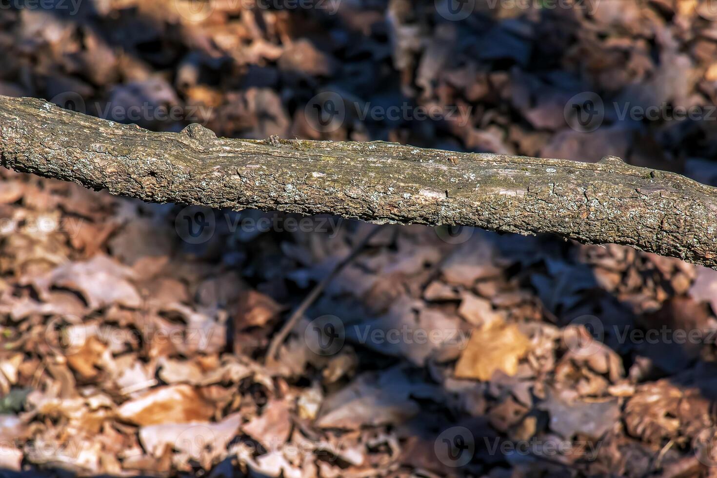 Hintergrund und Textur von das Rinde von das Pistazie vera Baum. foto