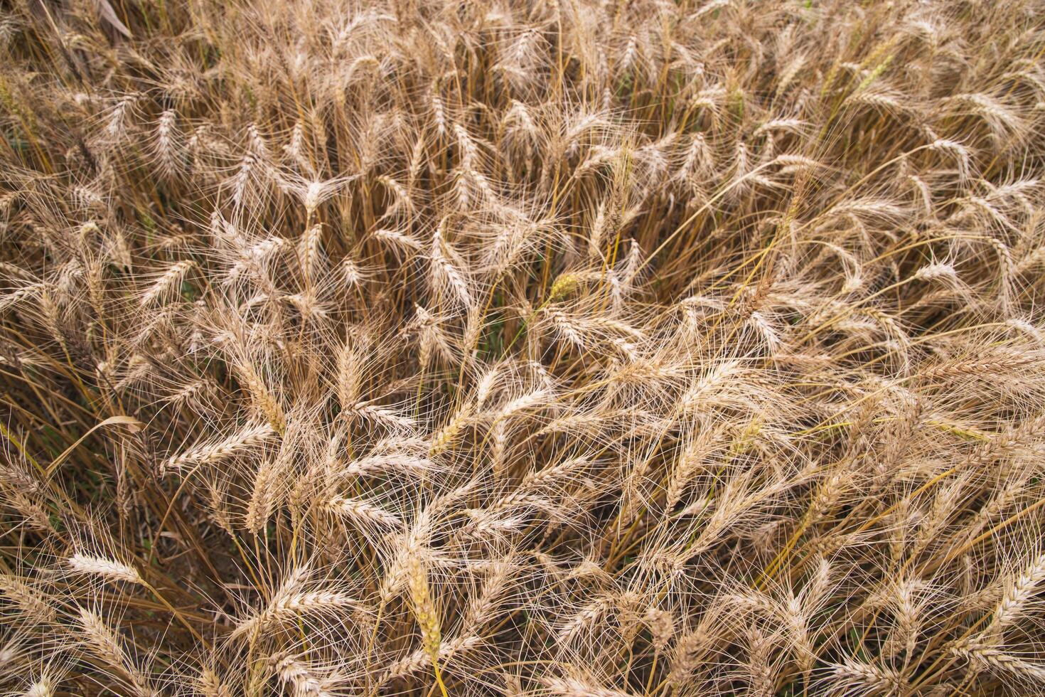 oben Aussicht von reif Weizen Korn Spitze im das Feld foto