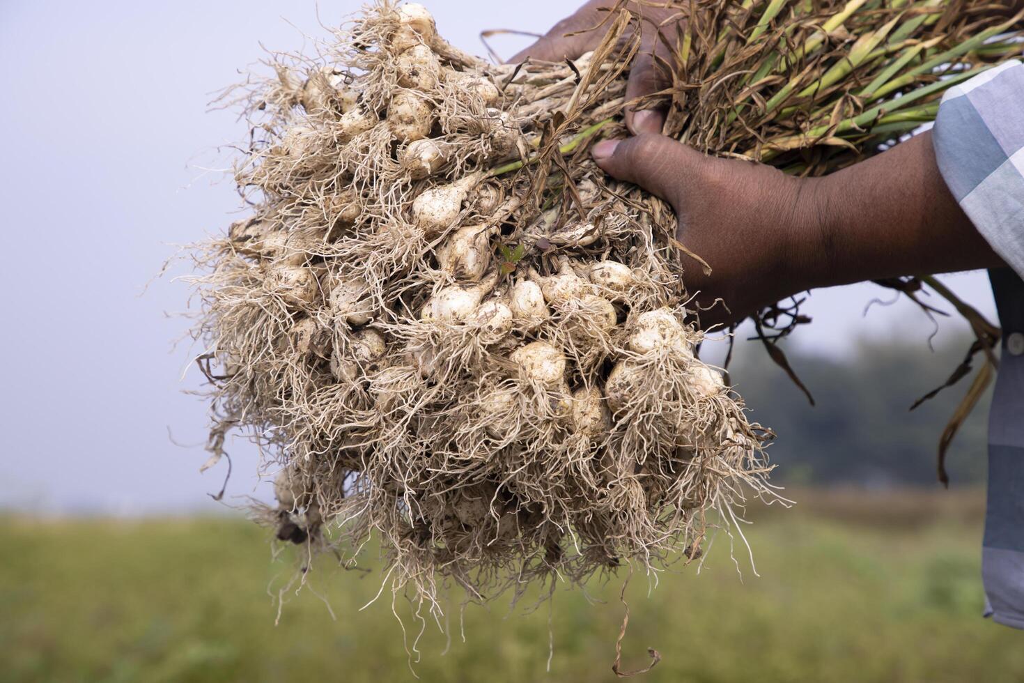 Farmer Hand halten ein Bündel von frisch Knoblauch, Ernte Jahreszeit im das Feld foto